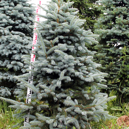 Ель голубая Эдит (Edith)