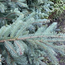 Ель голубая Эдит (Edith)