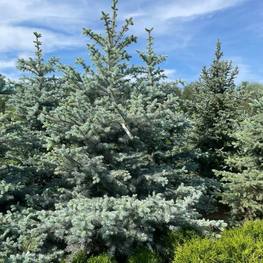Ель голубая Эдит (Edith)