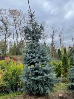 Ель голубая Эдит (Edith)