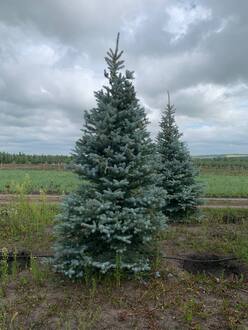 Ель голубая Эдит (Edith)
