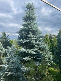 Ель голубая Эдит (Edith)