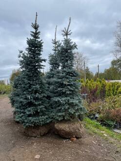 Ель голубая Эдит (Edith)