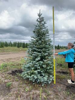 Ель голубая Эдит (Edith)