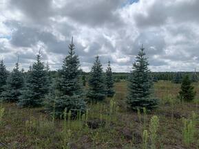 Ель голубая Эдит (Edith)