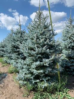 Ель голубая Эдит (Edith)