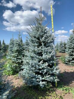 Ель голубая Эдит (Edith)