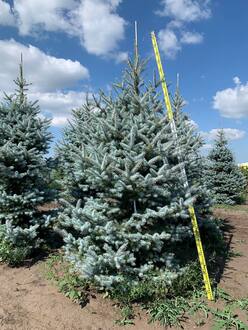 Ель голубая Эдит (Edith)