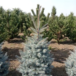 Ель голубая Эдит (Edith)