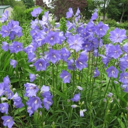 Колокольчик персиколистный Кампанула (Campanula)
