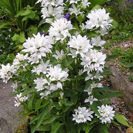 Колокольчик скученный Кампанула (Campanula)
