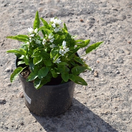 Колокольчик скученный Кампанула (Campanula)