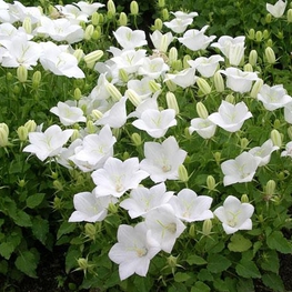 Колокольчик карпатский Вайссе Клипс (Weisse Clips)