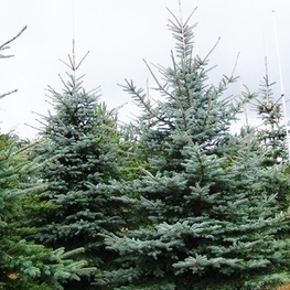 Ель голубая Хупси (Hoopsii)