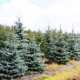 Ель голубая Хупси (Hoopsii)