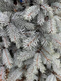 Ель голубая Хупси (Hoopsii)