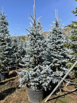 Ель голубая Хупси (Hoopsii)