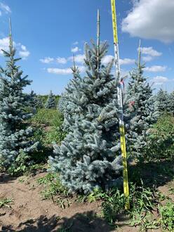 Ель голубая Хупси (Hoopsii)