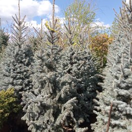 Ель голубая Хупси (Hoopsii)