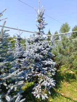 Ель голубая Хупси (Hoopsii)