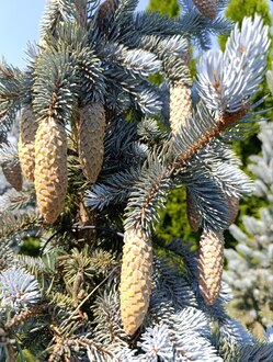 Ель голубая Хупси (Hoopsii)