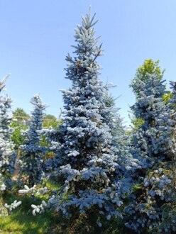 Ель голубая Хупси (Hoopsii)