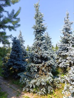 Ель голубая Хупси (Hoopsii)