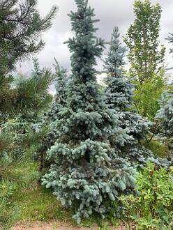 Ель голубая Хупси (Hoopsii)