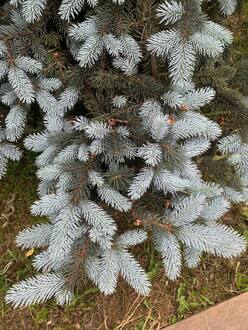 Ель голубая Хупси (Hoopsii)