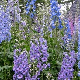 Дельфиниум "Blauer Zwerg" (Блауэр Цверг)