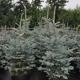 Ель голубая Фэт Альберт (Fat Albert)