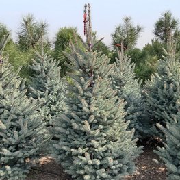 Ель голубая Фэт Альберт (Fat Albert)