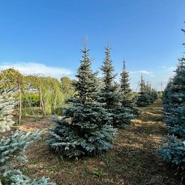 Ель голубая Фэт Альберт (Fat Albert)