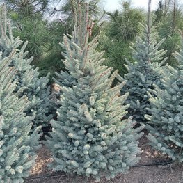 Ель голубая Фэт Альберт (Fat Albert)