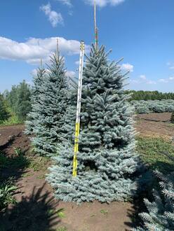 Ель голубая Фэт Альберт (Fat Albert)