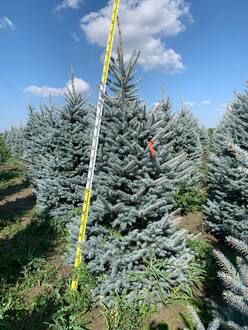 Ель голубая Фэт Альберт (Fat Albert)