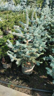 Ель голубая Фэт Альберт (Fat Albert)