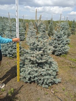 Ель голубая Фэт Альберт (Fat Albert)