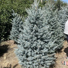 Ель голубая Фэт Альберт (Fat Albert)