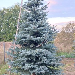 Ель голубая Фэт Альберт (Fat Albert)