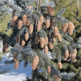 Ель голубая Костер (Koster)