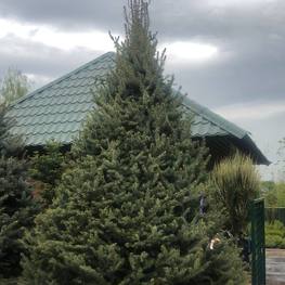 Ель голубая Костер (Koster)