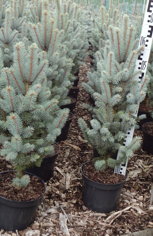 Ель голубая Изели Фастигиата (Iseli Fastigiata)