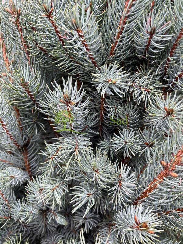 Ель голубая Изели Фастигиата (Iseli Fastigiata)