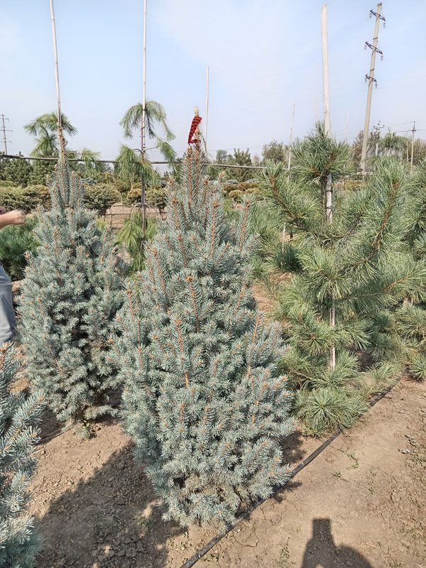 Ель голубая Изели Фастигиата (Iseli Fastigiata)