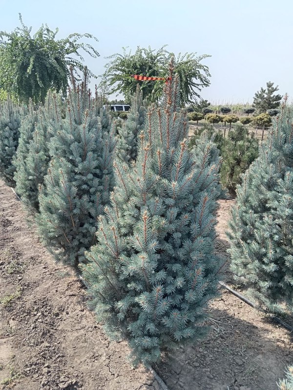 Ель голубая Изели Фастигиата (Iseli Fastigiata)