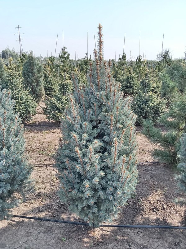 Ель голубая Изели Фастигиата (Iseli Fastigiata)