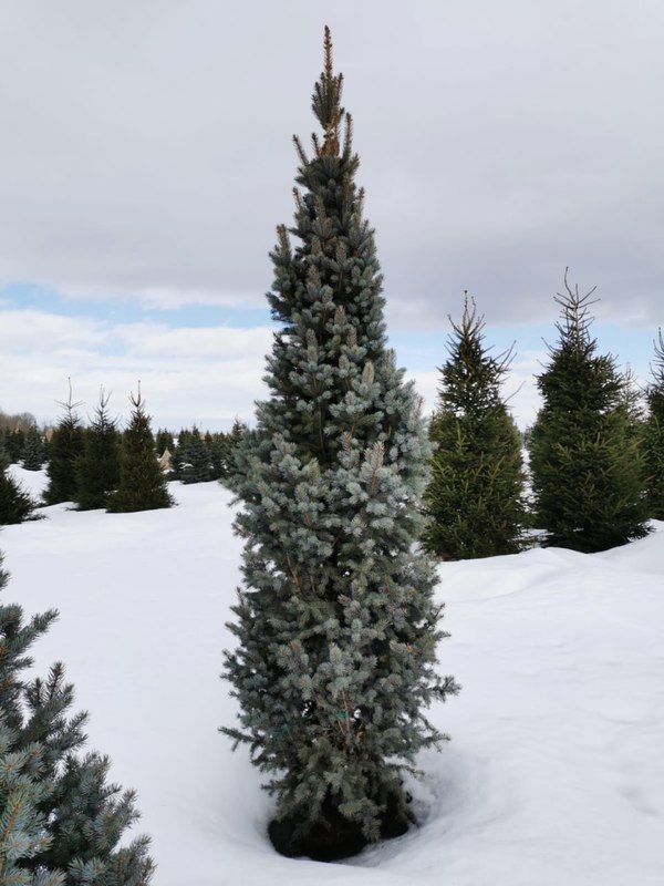 Ель голубая Изели Фастигиата (Iseli Fastigiata)