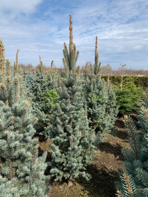 Ель голубая Изели Фастигиата (Iseli Fastigiata)