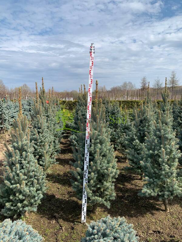 Ель голубая Изели Фастигиата (Iseli Fastigiata)